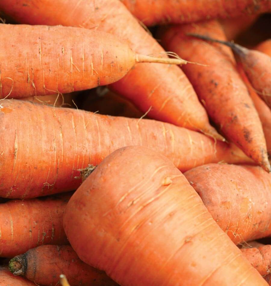 Carottes Royal Chantenay réunies en gros plan, sans leurs fanes. Les racines orange sont larges au sommet et se rétrécissent vers des pointes courtes. Leur surface présente de fines lignes horizontales et quelques petites radicelles claires. Les carottes se chevauchent dans le cadrage, avec des traces de terre visibles dans certains creux et autour des extrémités.