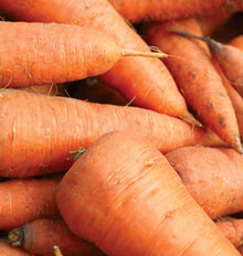 Carottes Royal Chantenay réunies en gros plan, sans leurs fanes. Les racines orange sont larges au sommet et se rétrécissent vers des pointes courtes. Leur surface présente de fines lignes horizontales et quelques petites radicelles claires. Les carottes se chevauchent dans le cadrage, avec des traces de terre visibles dans certains creux et autour des extrémités.