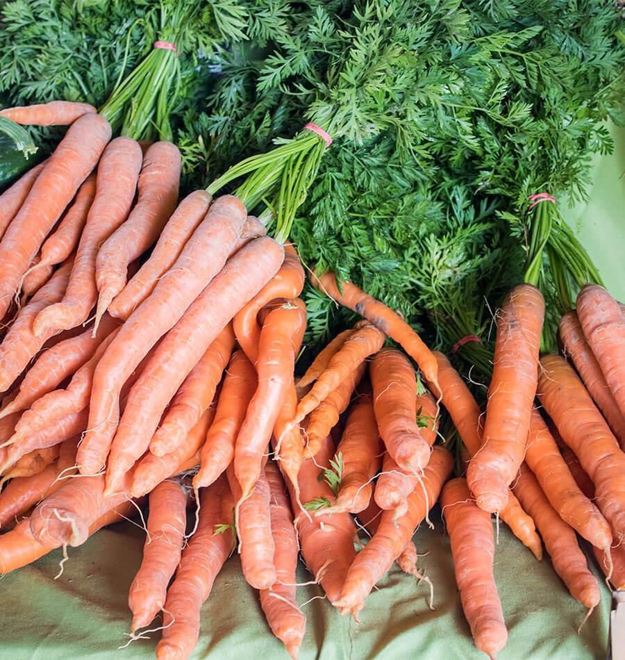 Carottes Mokum orange réunies en bottes retenues par des liens roses. Les racines allongées présentent de petites courbes, de fines radicelles et des lignes pâles sur leur surface. Des fanes vertes dépassent près des liens. Les bottes reposent sur un fond de tissu vert pâle, avec plusieurs racines superposées dans le cadrage.