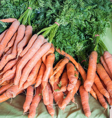 Carottes Mokum orange réunies en bottes retenues par des liens roses. Les racines allongées présentent de petites courbes, de fines radicelles et des lignes pâles sur leur surface. Des fanes vertes dépassent près des liens. Les bottes reposent sur un fond de tissu vert pâle, avec plusieurs racines superposées dans le cadrage.