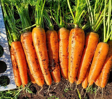 Carottes Caravel orange alignées côte à côte sur la terre du jardin, avec leurs fanes vertes dressées vers le haut. Les racines cylindriques présentent des épaules arrondies, des traces de terre et de fines radicelles. Une règle métallique partiellement visible borde le côté gauche de l’image. Des feuilles et des tiges remplissent l’arrière-plan.