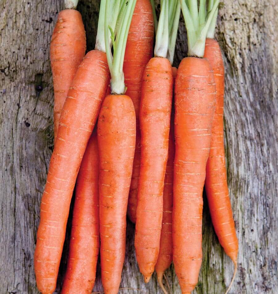 Carottes Nantes Coreless orange disposées sur des planches de bois patiné. Les racines allongées et cylindriques occupent presque toute la hauteur de l’image, avec de courts départs de fanes vertes en haut. Leur surface présente de fines lignes pâles et quelques marques claires. Les extrémités se resserrent légèrement, tandis que plusieurs racines se touchent dans le cadrage.