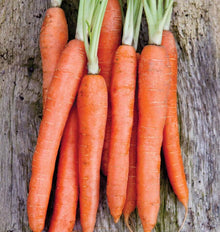Carottes Nantes Coreless orange disposées sur des planches de bois patiné. Les racines allongées et cylindriques occupent presque toute la hauteur de l’image, avec de courts départs de fanes vertes en haut. Leur surface présente de fines lignes pâles et quelques marques claires. Les extrémités se resserrent légèrement, tandis que plusieurs racines se touchent dans le cadrage.