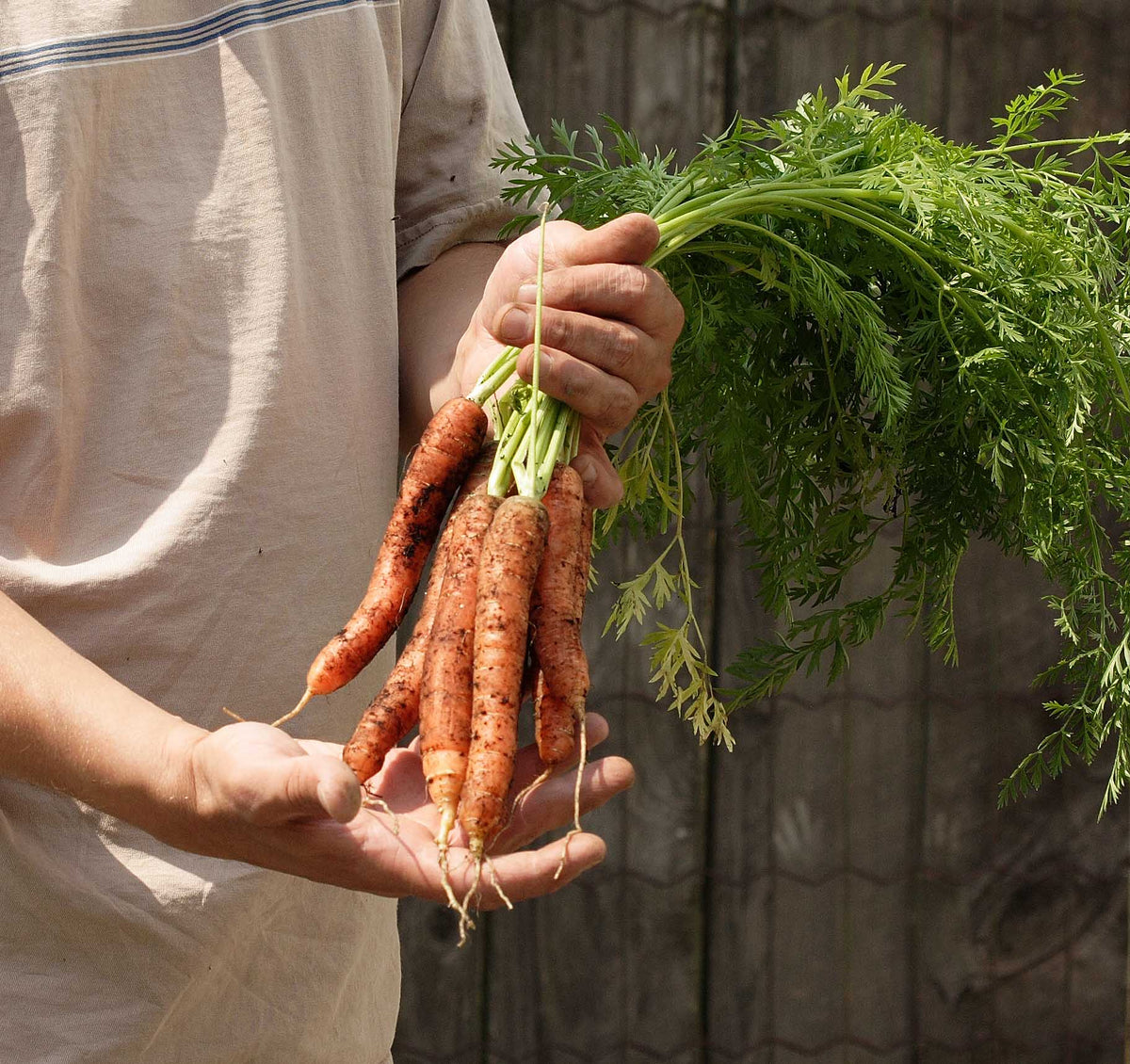 Une personne présente des carottes Scarlet Nantes dans ses mains, devant une clôture de bois sombre. Les racines orange portent encore de la terre et de fines radicelles. Une main serre les tiges vertes, tandis que l’autre soutient les carottes. Un bouquet de fanes finement découpées s’étend largement vers la droite de l’image.