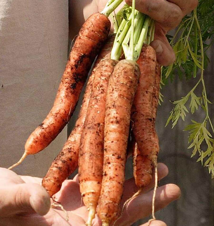 Carottes Scarlet Nantes orange encore marquées de terre, présentées dans deux mains. Une main tient les fanes vertes et l’autre soutient les longues racines. Leur surface montre des lignes claires, des traces brunes et de petites radicelles. Le cadrage rapproché laisse voir une partie du feuillage et un vêtement clair en arrière-plan.