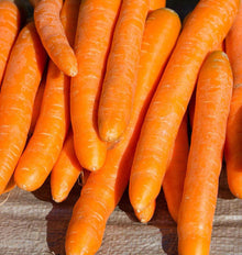 Carottes Autumn King orange disposées côte à côte, sans fanes, sur une surface brune texturée. Les racines longues se chevauchent et présentent des lignes pâles sur leur peau. Certaines extrémités sont arrondies et d’autres plus effilées. La lumière vive crée des reflets sur les carottes et de petites ombres entre les racines au bas de l’image.