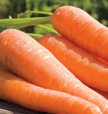 Carottes YaYa orange vues de très près, superposées sur une surface de bois. Les épaules arrondies et les longues racines remplissent presque tout le cadrage. De fines lignes pâles et quelques petites radicelles apparaissent sur leur surface. Des tiges vertes passent derrière les carottes, devant un arrière-plan végétal flou éclairé par le soleil.