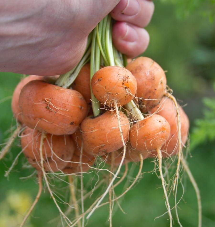 Une main tient une botte de petites carottes Paris Market orange par leurs tiges vertes. Les racines sont rondes ou légèrement aplaties, avec de fines marques de terre et de nombreuses radicelles pâles. Plusieurs longues racines filiformes pendent sous la botte. Le fond vert du jardin reste flou derrière les carottes au premier plan.