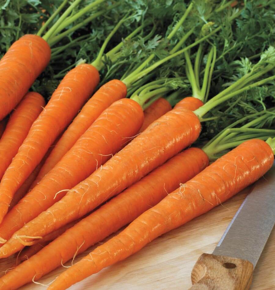 Carottes Neptune posées avec leurs fanes sur une planche claire, près d’un couteau à manche de bois. Les racines orange sont longues et effilées, avec de petites radicelles pâles sur leur surface. Les tiges et les feuilles vertes occupent le haut de l’image. Les carottes se croisent en diagonale, leurs pointes dirigées vers le bas du cadrage.