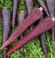 Carottes Deep Purple foncées disposées sur un fond de fanes vertes. Deux moitiés coupées dans la longueur occupent le premier plan et montrent une chair pourpre jusqu’au centre. Les racines entières sont effilées et portent de fines lignes claires ainsi que quelques radicelles. Des départs de tiges rosés apparaissent près des épaules.