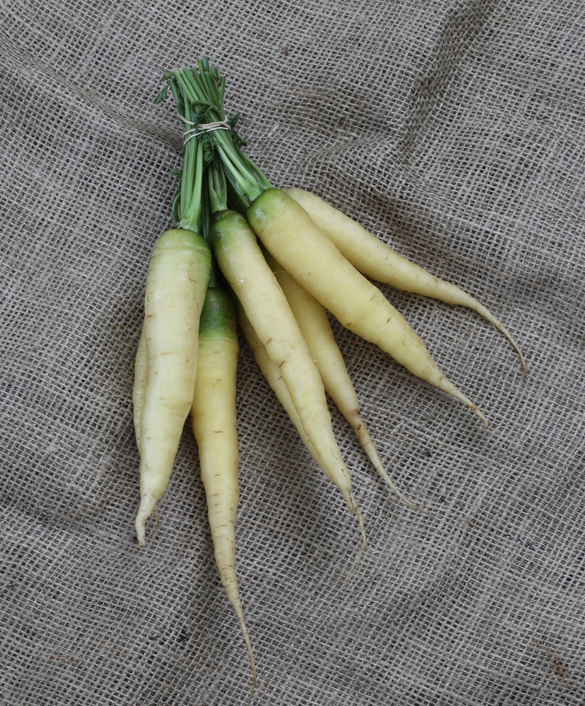 Une botte de carottes Lunar White crème repose sur une toile à tissage grossier. Les racines effilées présentent des épaules vertes, de petites marques brunes et de fines radicelles. Les tiges vertes coupées sont réunies par un lien clair. Les carottes se déploient en éventail sur le tissu, avec plusieurs extrémités longues et minces.