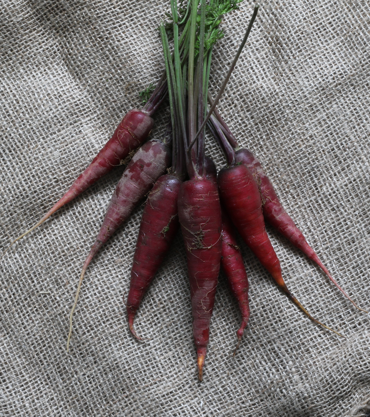 Carottes Cosmic Purple pourpres disposées en éventail sur une toile claire à tissage grossier. Les racines effilées présentent de fines radicelles, des lignes pâles et quelques marques de terre. Les longues tiges vertes et violacées se rejoignent vers le haut. Certaines extrémités montrent une petite pointe orangée, tandis que les racines se chevauchent légèrement.