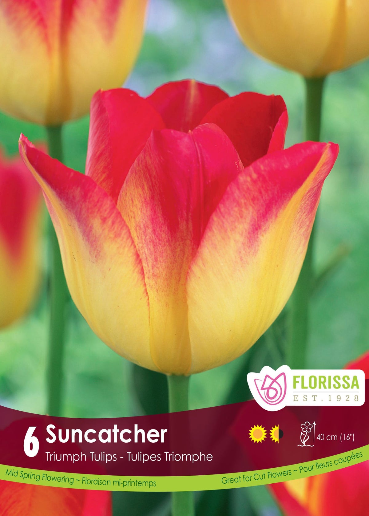 Tulipe Suncatcher