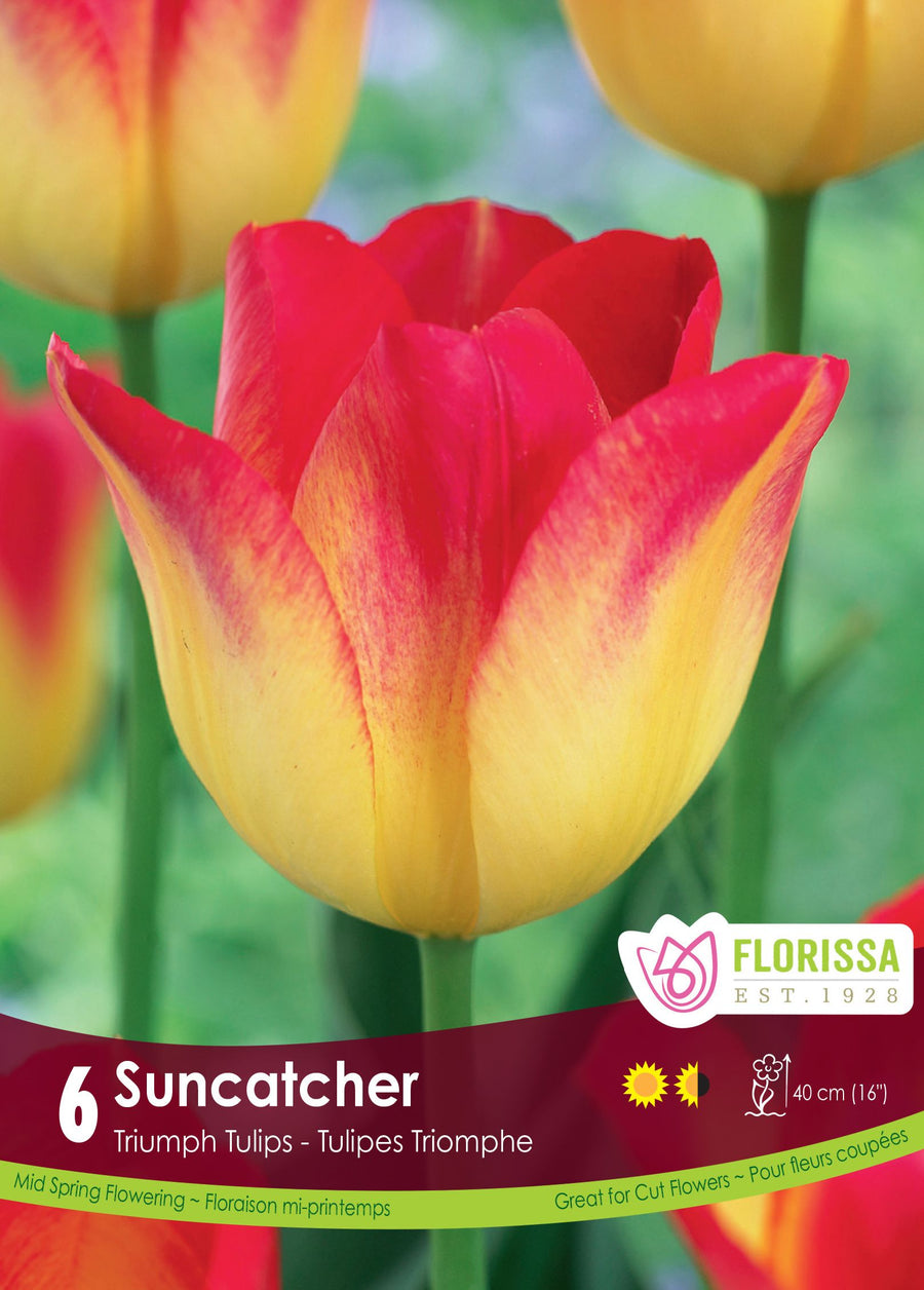 Tulipe Suncatcher