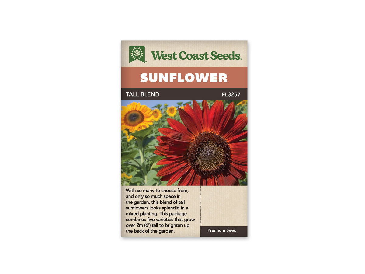 Sachet beige de semences Tall Blend avec bandeau terre cuite et nom sur fond brun. Une grande fleur rouge sombre domine à droite, avec un disque brun foncé et des pétales allongés. Des tournesols jaunes apparaissent derrière elle, plus petits dans la perspective. Des feuilles vertes et des tiges remplissent le fond, sous une mince bande de ciel bleu.
