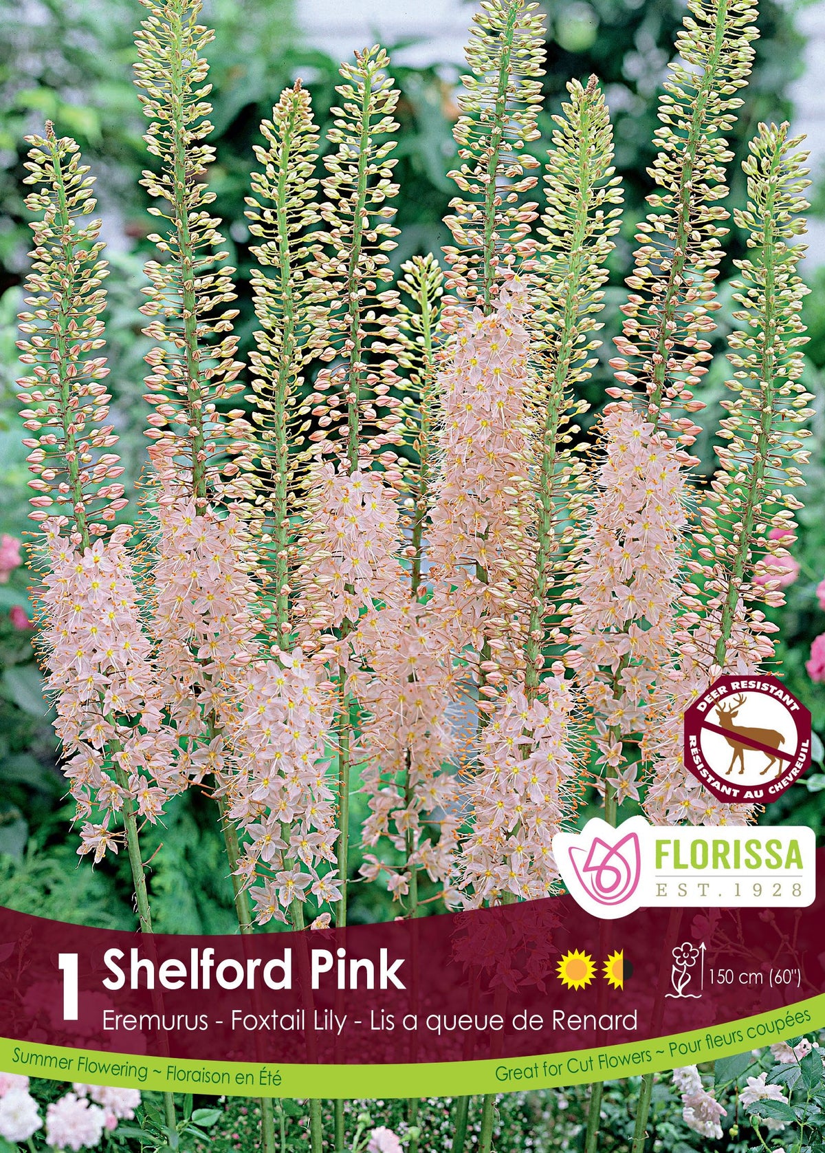 Éremurus ‘Pink’ ( Eremurus ) : de longs épis d’érémurus rose pâle. Le visuel Florissa présente la plante et son nom dans la partie inférieure de l’étiquette. La photographie occupe presque toute la surface, tandis que le bandeau du bas rassemble les indications du produit. Cette vue permet de reconnaître son apparence et de distinguer la variété présentée.