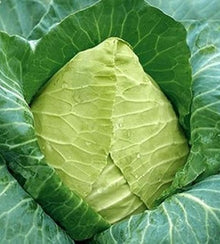 Semences Chou cabus pointu 'Cuor di Bue' (Brassica oleracea)