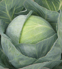 Product image of ‘Copenhagen 2’ cabbage, a cabbage cultivar supplied as Weston seed. The photograph shows the identifying appearance presented for this variety and helps gardeners recognize the packet or plant while comparing options for a home garden. For best results, label the row and observe the plants regularly as conditions change through the season. Adjust watering to rainfall, wind, container size, and the actual moisture at soil level.