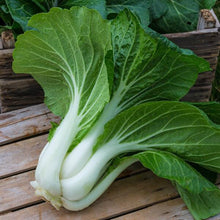Semences Pak-choï 'Baby Pak Choi' (Brassica rapa subsp. chinensis)