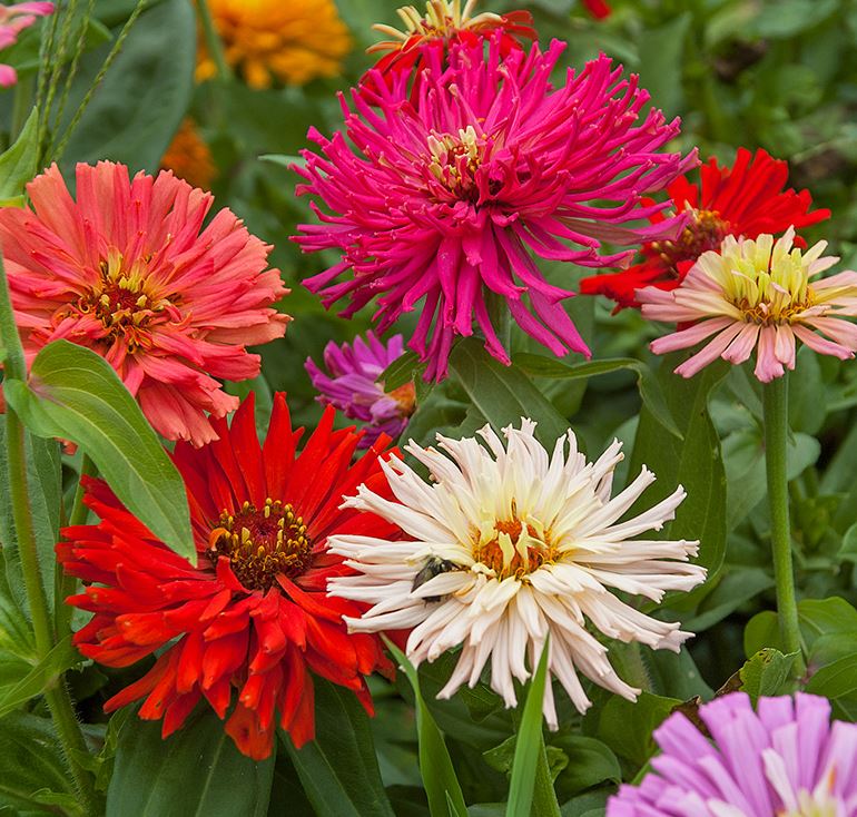 Organic Zinnia 'Cactus Bright Jewels' Mix