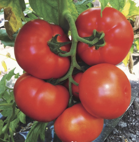 Tomate Caiman F1 – Gaia Organic Seeds