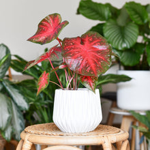 Caladium spp.