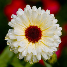 Snow Princess calendula (<em>Calendula officinalis</em>)