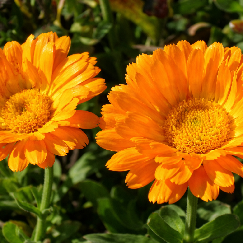 Calendula ‘Erfurter’ (<em>Calendula officinalis</em>)