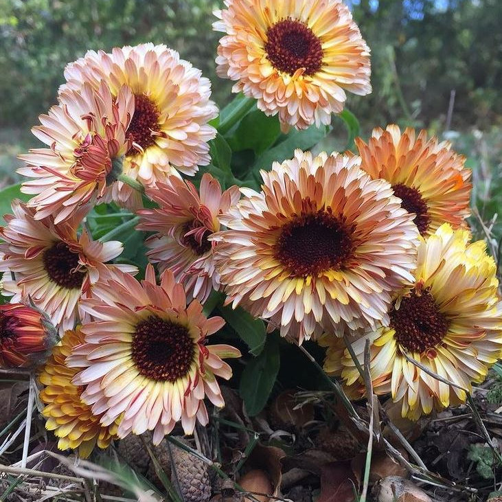 Calendula 'Solar Flashback' organic 
