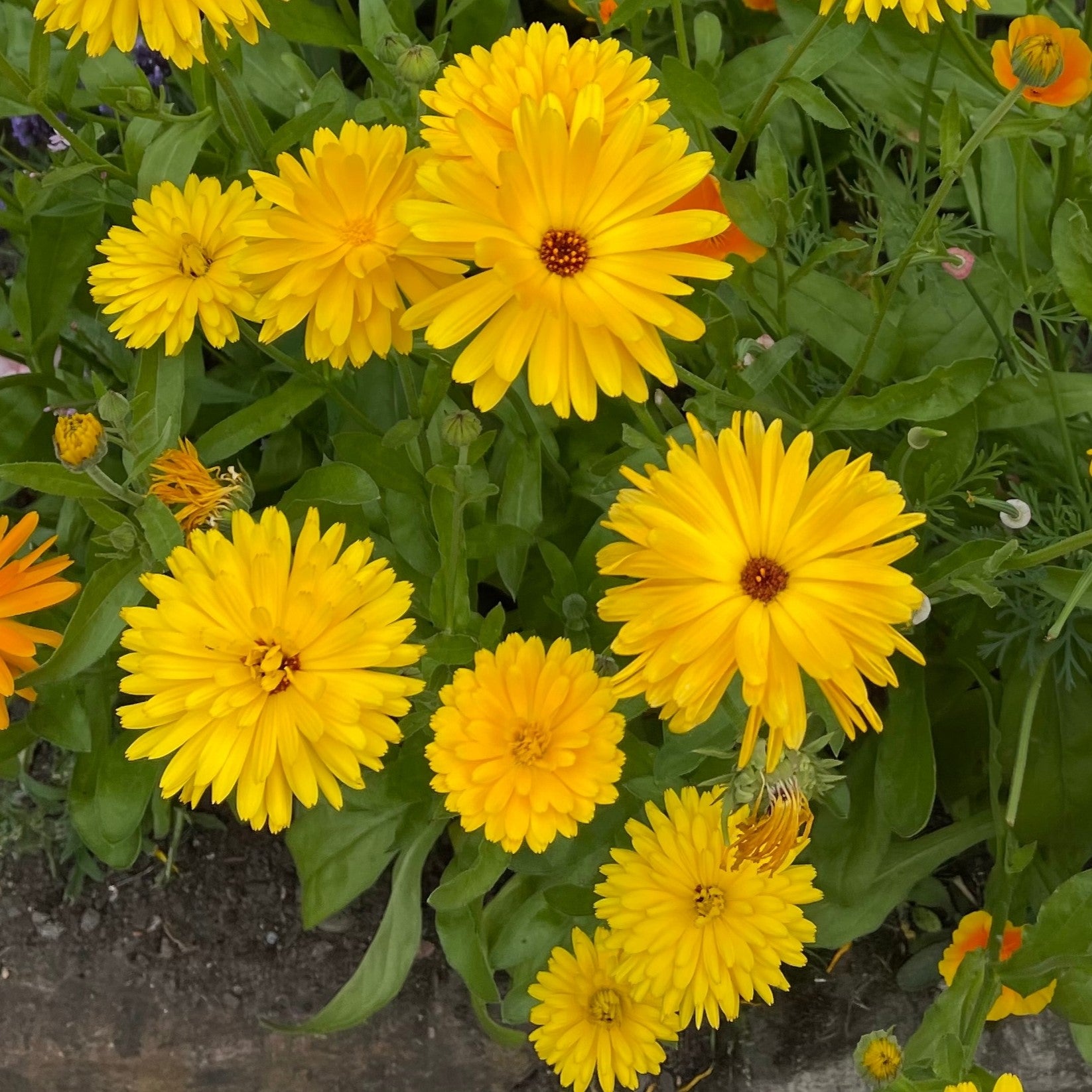 Organic ‘Resina’ calendula (<em>Calendula officinalis</em> ‘Resina’)