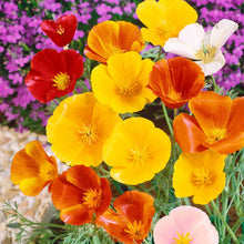 'Mixed Colours' Oriental Poppy Mix
