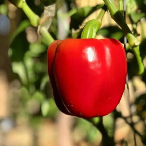 Poivron 'California Wonder' bio