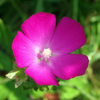 Image officielle de Callirhoe digitata, Callirhoe digitata, associée au petit sachet de semences.