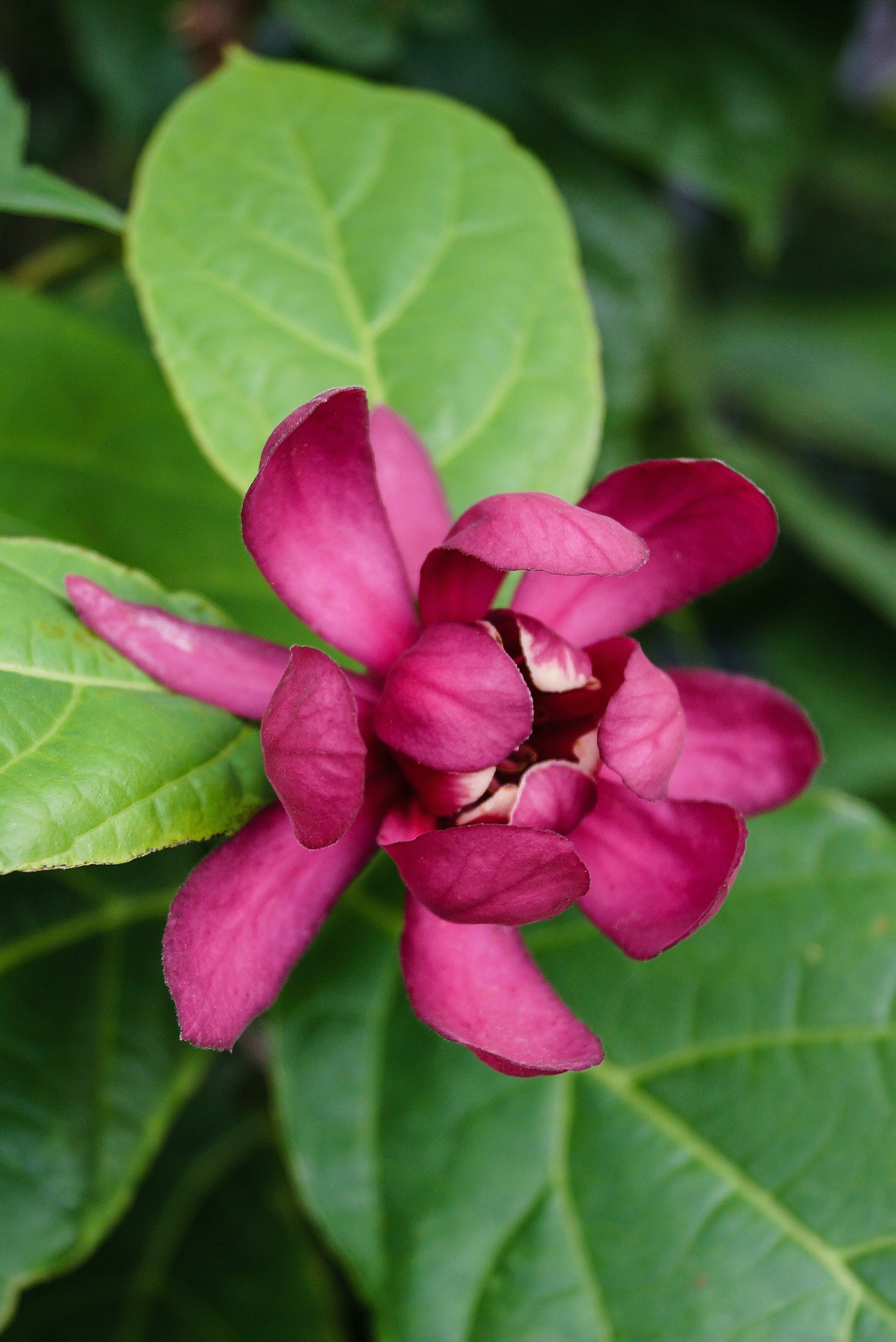 Calycanthus × raulstonii 'Hartlage Wine'