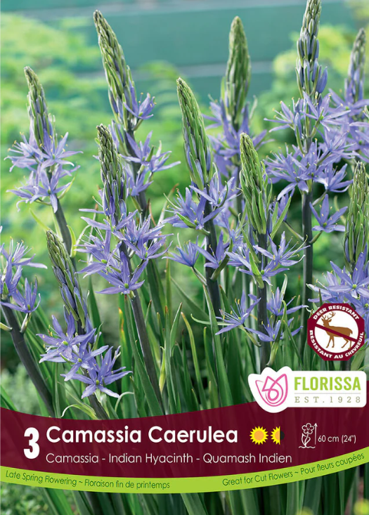 Blue Camassia (<em>Camassia caerulea</em>)