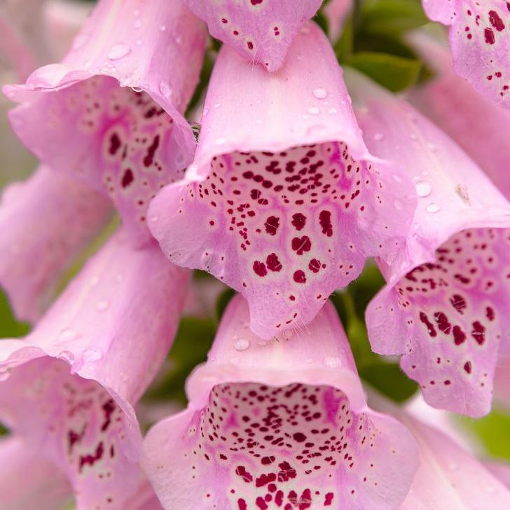 Digitale 'Camelot Lavender Pelleted' F1 bio