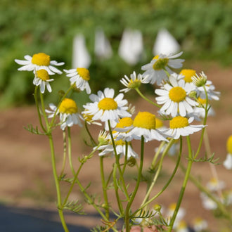 Camomille Allemande. Petites fleurs blanches à cœur jaune bombé sur de fines tiges. Le cadrage permet de voir les formes, les couleurs et les détails du sujet représenté. Les contours se détachent du fond de l’image, avec des différences de teinte et de texture visibles sur les surfaces. Cette vue accompagne la présentation du produit dans la boutique.