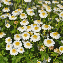 Camomille grande. Massif de petites fleurs blanches à centre jaune. Le cadrage permet de voir les formes, les couleurs et les détails du sujet représenté. Les contours se détachent du fond de l’image, avec des différences de teinte et de texture visibles sur les surfaces. Cette vue accompagne la présentation du produit dans la boutique.