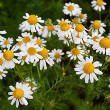 Organic 'Roman Chamomile' Chamomile
