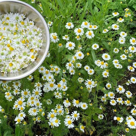 Organic 'Zloty Lan' Chamomile