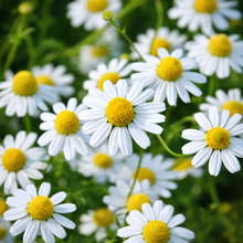 Chamomile