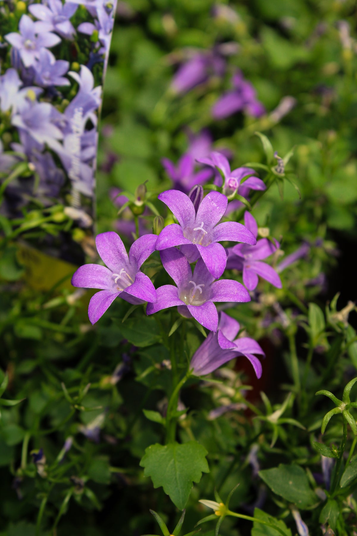 Campanula 'Birch Hybrid'