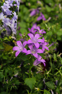 Campanula 'Birch Hybrid'