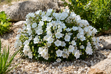 Campanula carpatica 'Rapido White'