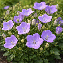 Campanula carpatica 'Rapido Blue'