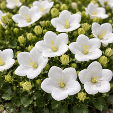 Campanula carpatica 'Rapido White'
