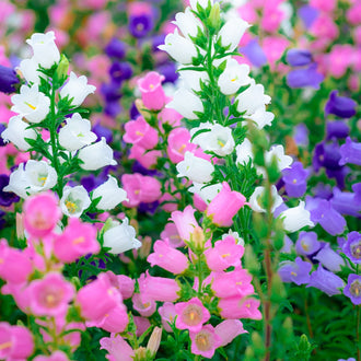 Des tiges dressées portent de nombreuses petites fleurs blanches, roses et violettes. Les corolles s’ouvrent en lobes arrondis autour de gorges pâles, avec des formes plus tubulaires vues de côté. Deux groupes blancs se placent au premier plan. Des feuilles vertes étroites et des pointes florales fermées traversent le fond, très rempli de fleurs et de feuillage.