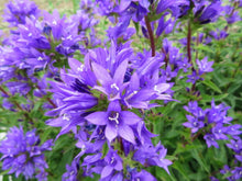 Campanule à bouquets