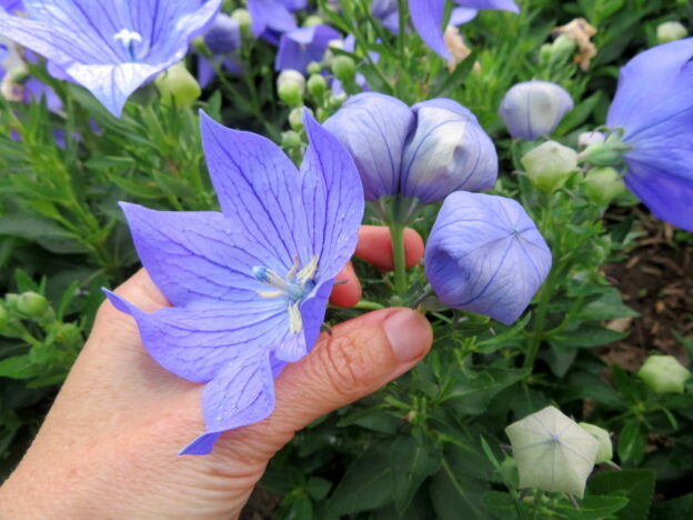 Campanule à grandes fleurs