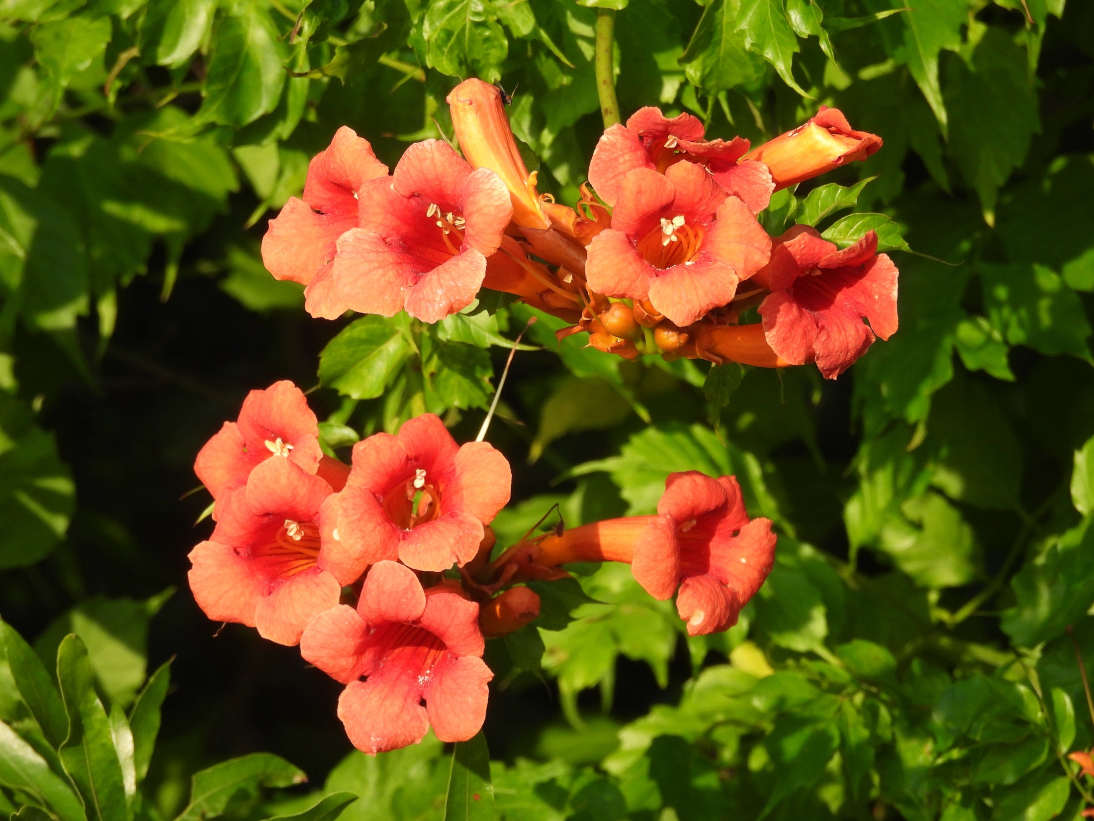 Campsis radicans